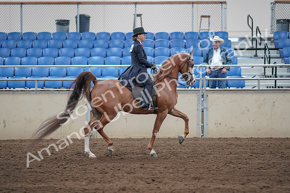 2019 Morgan Horse Show - Sept 01, 2019 - 11987