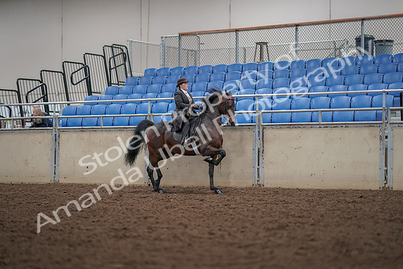 2019 Morgan Horse Show - Aug 30, 2019 - 28207