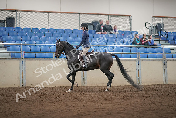 2019 Morgan Horse Show - Aug 31, 2019 - 04878