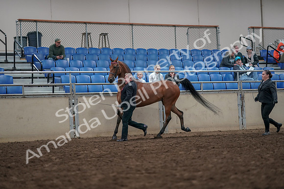 2019 Morgan Horse Show - Aug 31, 2019 - 03576