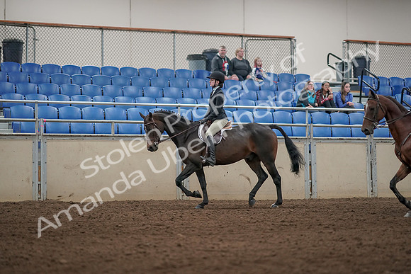2019 Morgan Horse Show - Aug 31, 2019 - 04926