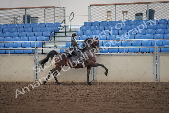 2019 Morgan Horse Show - Aug 30, 2019 - 28155
