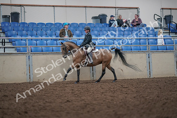 2019 Morgan Horse Show - Aug 31, 2019 - 15022