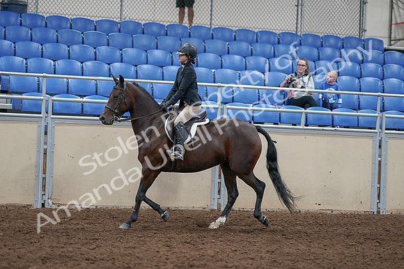 2020 - AB Morgan Horse - Fri, Sept 04 - 05905