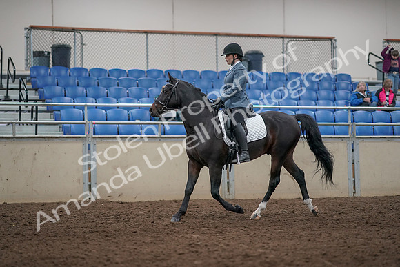 2019 Morgan Horse Show - Aug 31, 2019 - 07155