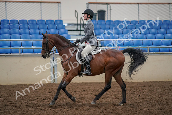 2019 Morgan Horse Show - Aug 30, 2019 - 23462