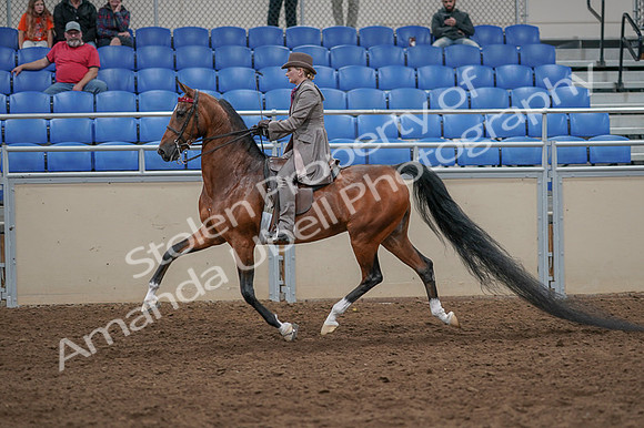 2020 - AB Morgan Horse - Fri, Sept 04 - 11391