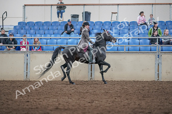 2019 Morgan Horse Show - Aug 31, 2019 - 09568
