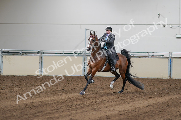 2020 - AB Morgan Horse - Sat, Sept 05 - 13136