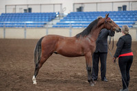 2019 Morgan Horse Show - Aug 31, 2019 - 00139