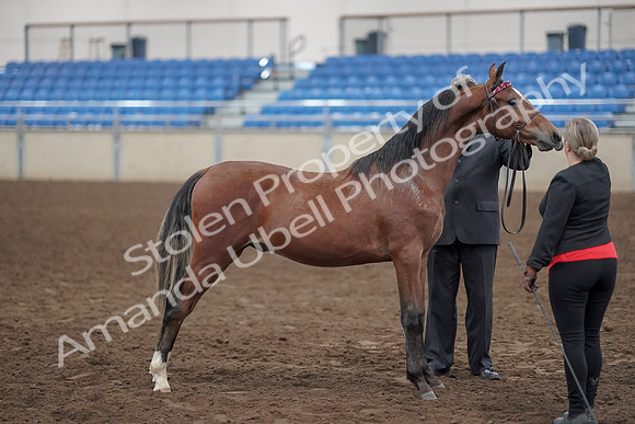 2019 Morgan Horse Show - Aug 31, 2019 - 00139