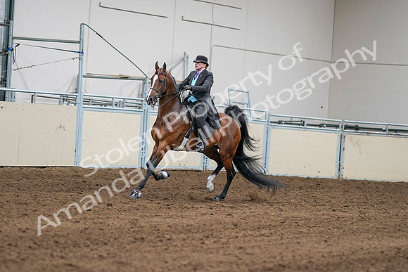 2020 - AB Morgan Horse - Sat, Sept 05 - 12963
