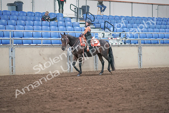 2019 Morgan Horse Show - Sept 01, 2019 - 05721