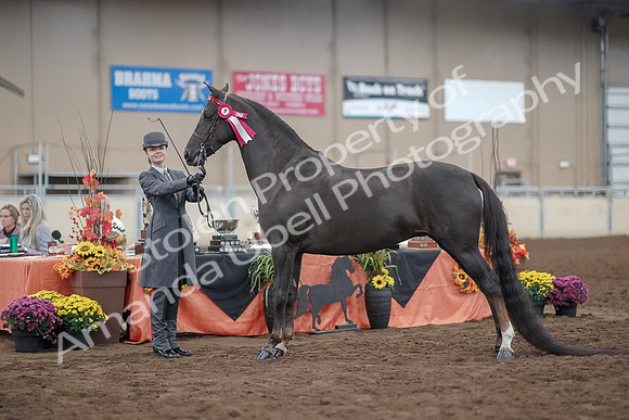 2019 Morgan Horse Show - Aug 31, 2019 - 02078