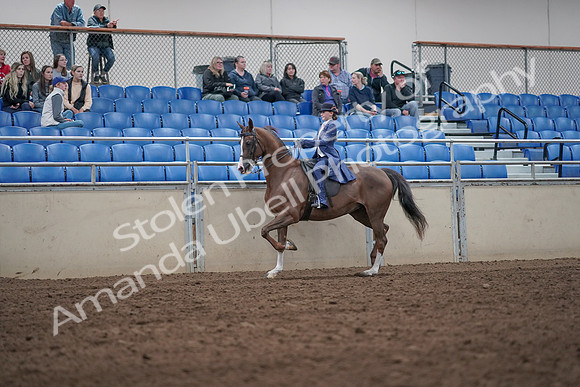2019 Morgan Horse Show - Aug 31, 2019 - 20441