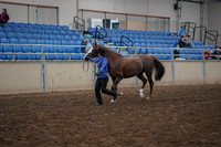 2019 Morgan Horse Show - Aug 31, 2019 - 02908