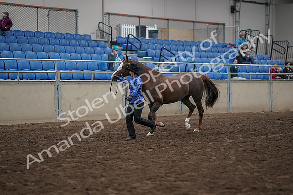 2019 Morgan Horse Show - Aug 31, 2019 - 02908