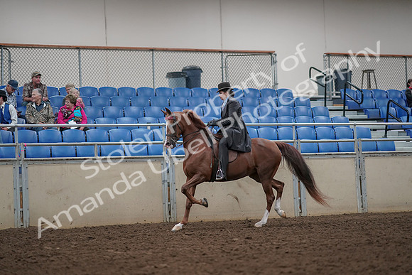 2019 Morgan Horse Show - Aug 30, 2019 - 26482