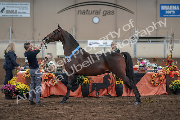 2019 Morgan Horse Show - Aug 31, 2019 - 01428