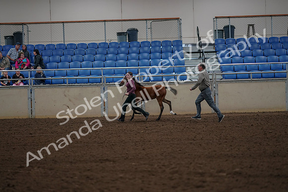 2019 Morgan Horse Show - Aug 30, 2019 - 24832
