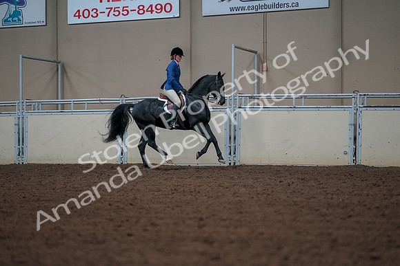 2019 Morgan Horse Show - Aug 30, 2019 - 18603