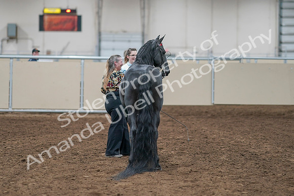 2020 - AB Morgan Horse - Sat, Sept 05 - 00108