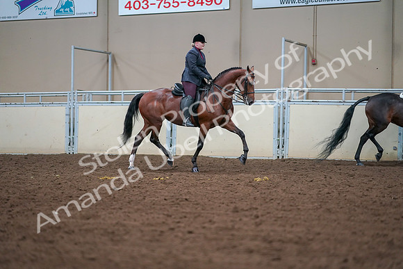 2019 Morgan Horse Show - Aug 30, 2019 - 20869