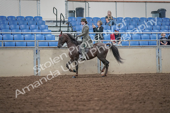 2019 Morgan Horse Show - Aug 30, 2019 - 15320