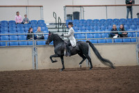 2019 Morgan Horse Show - Aug 31, 2019 - 09238