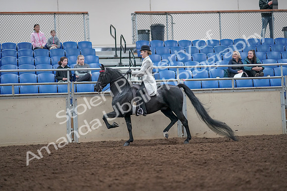 2019 Morgan Horse Show - Aug 31, 2019 - 09238