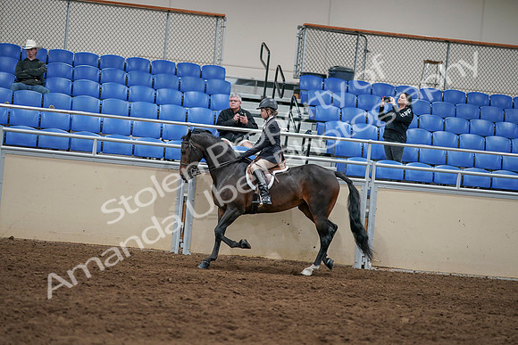 2020 - AB Morgan Horse - Sun, Sept 06 - 07873