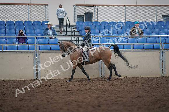 2019 Morgan Horse Show - Aug 31, 2019 - 15034