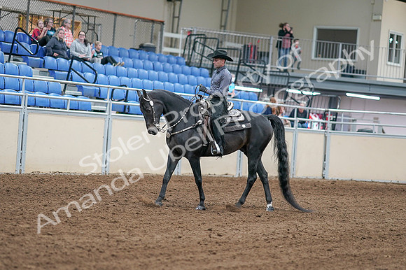 2020 - AB Morgan Horse - Fri, Sept 04 - 08267
