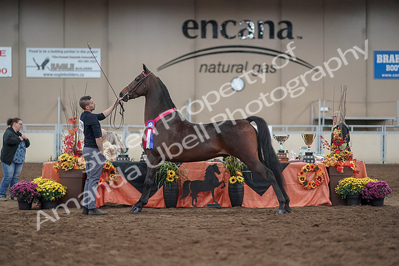 2019 Morgan Horse Show - Aug 31, 2019 - 03814