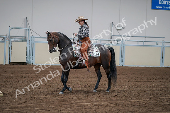 2020 - AB Morgan Horse - Fri, Sept 04 - 00058