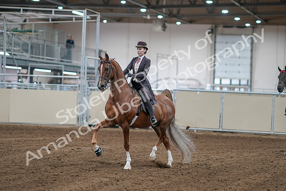 2020 - AB Morgan Horse - Sat, Sept 05 - 06138
