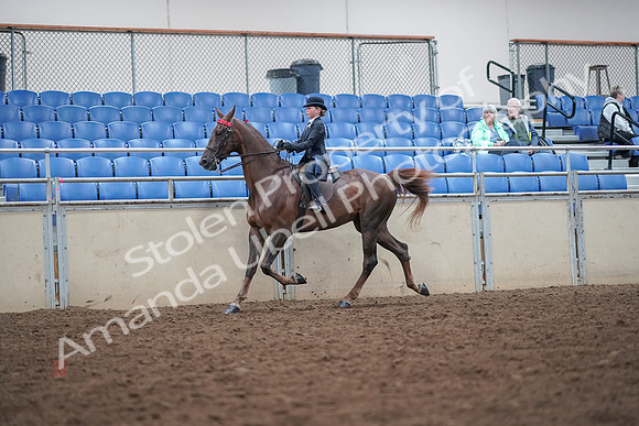 2019 Morgan Horse Show - Aug 30, 2019 - 17906