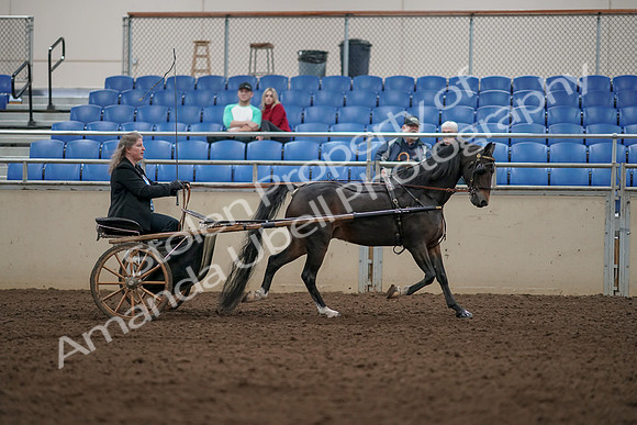 2019 Morgan Horse Show - Aug 31, 2019 - 04539