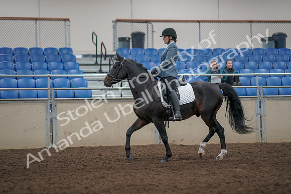 2019 Morgan Horse Show - Aug 31, 2019 - 07166