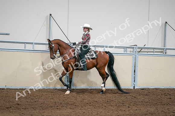 2020 - AB Morgan Horse - Fri, Sept 04 - 08400