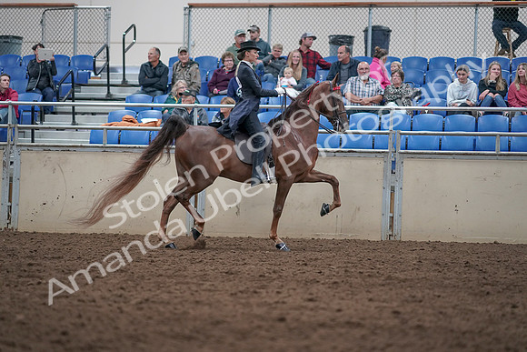 2019 Morgan Horse Show - Aug 31, 2019 - 20691