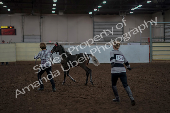 2019 Morgan Horse Show - Aug 31, 2019 - 00059