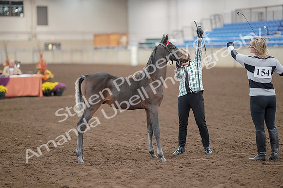 2019 Morgan Horse Show - Aug 30, 2019 - 24879