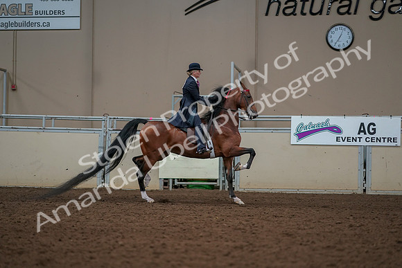 2019 Morgan Horse Show - Aug 30, 2019 - 25221