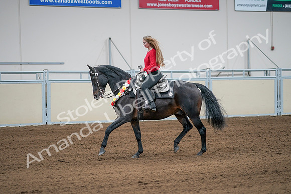 2020 - AB Morgan Horse - Sat, Sept 05 - 10402