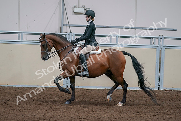 2020 - AB Morgan Horse - Fri, Sept 04 - 05943
