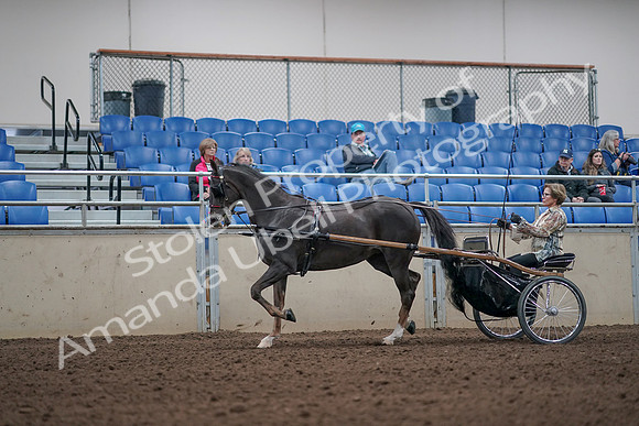 2019 Morgan Horse Show - Aug 31, 2019 - 10255