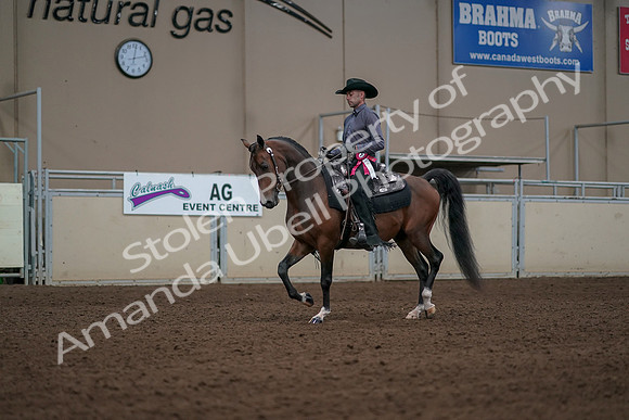 2019 Morgan Horse Show - Aug 31, 2019 - 06256