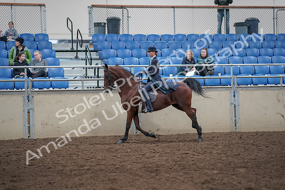 2019 Morgan Horse Show - Aug 31, 2019 - 09485