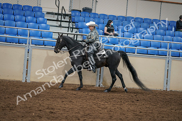 2020 - AB Morgan Horse - Fri, Sept 04 - 03553